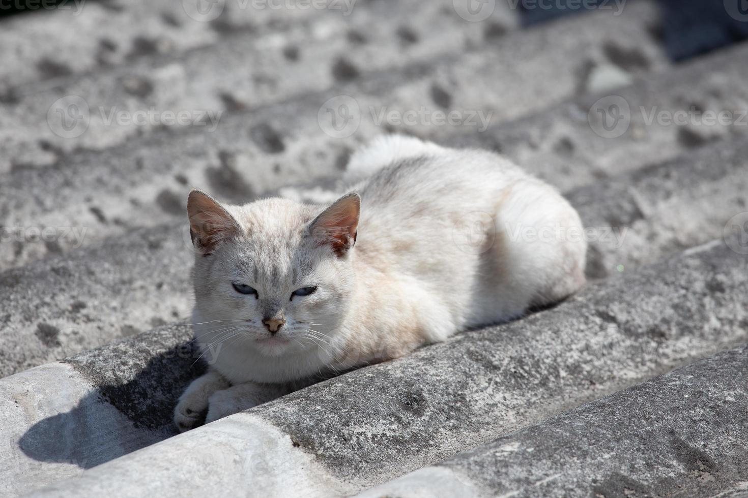 il bellissimo gatto bianco si trova su un'ardesia grigia foto