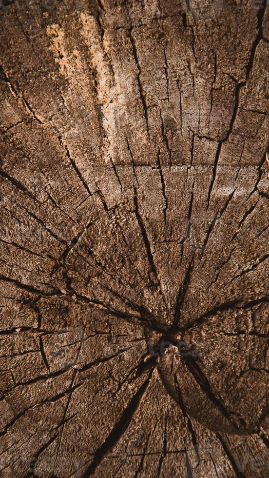 struttura di legno verticale del tronco d'albero tagliato foto