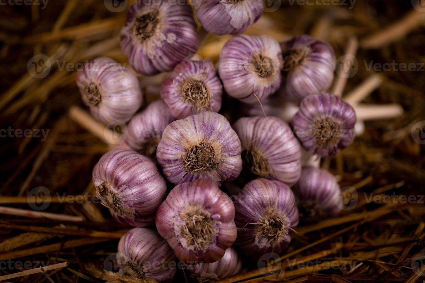 aglio insieme in un mazzetto sul fieno foto