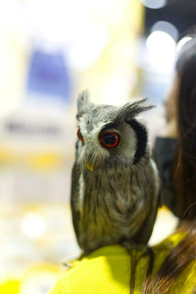 gufo mostrando nel animale domestico expo con persone foto