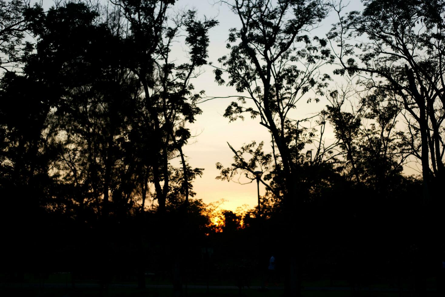 albero ombra con Alba tramonto cielo tempo sfondo foto