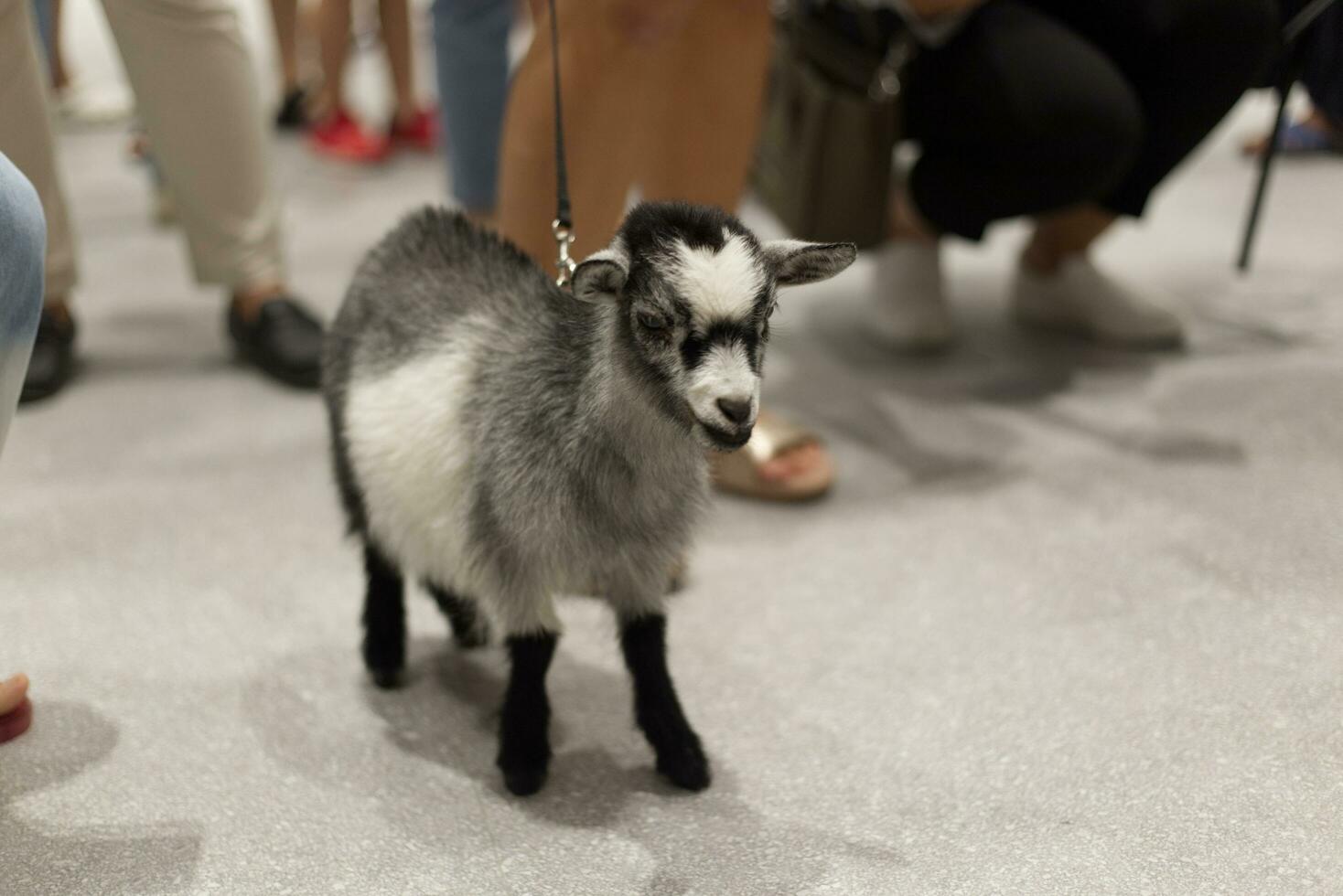 mini pigmeo capre su cane guinzaglio su il pavimento nel il animale domestico expo con persone piedi foto