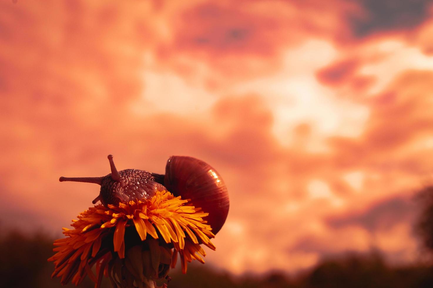 lumaca bordeaux al tramonto nei colori rosso scuro e in un ambiente naturale foto