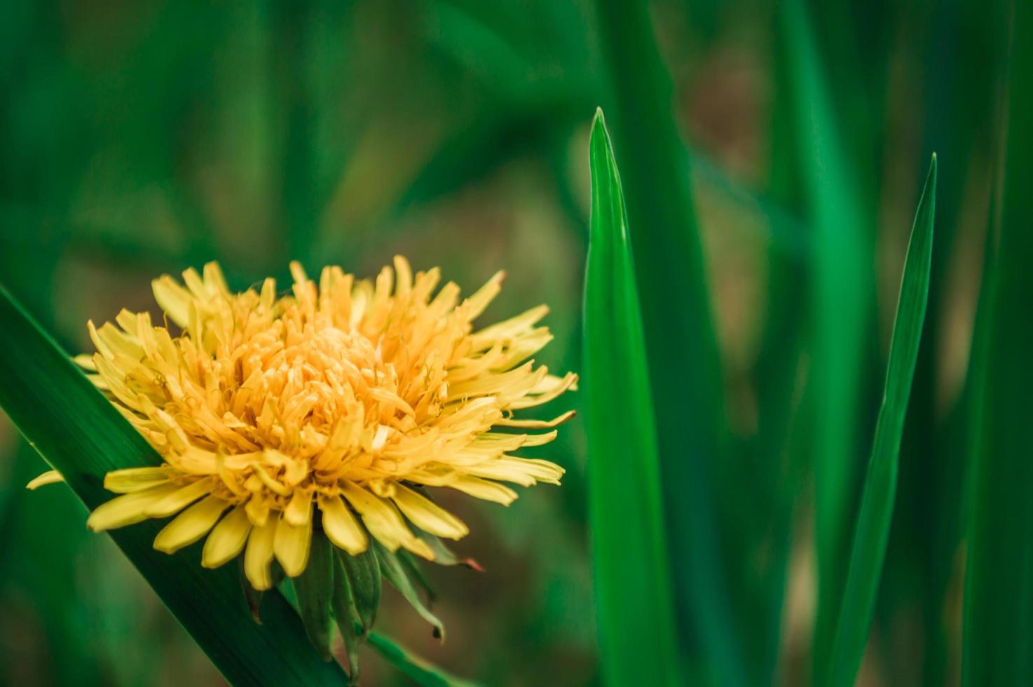 vicino dente di leone giallo in erba verde foto