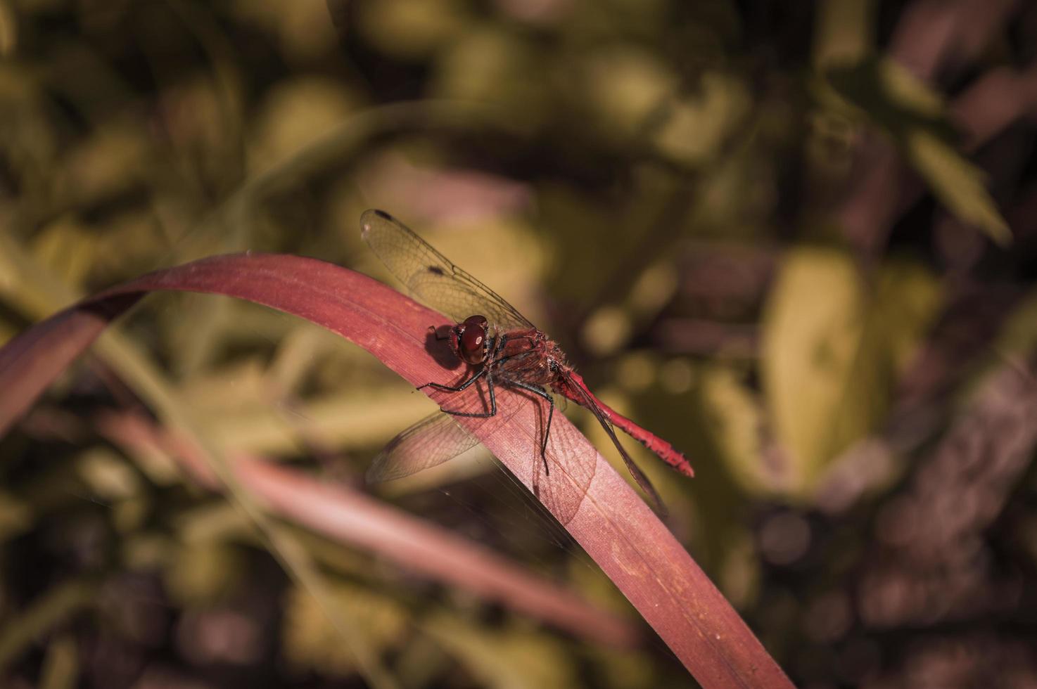 libellula rossa su una foglia rossa foto