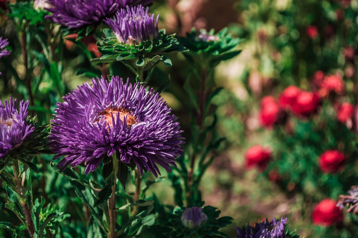 primo piano del fiore viola foto