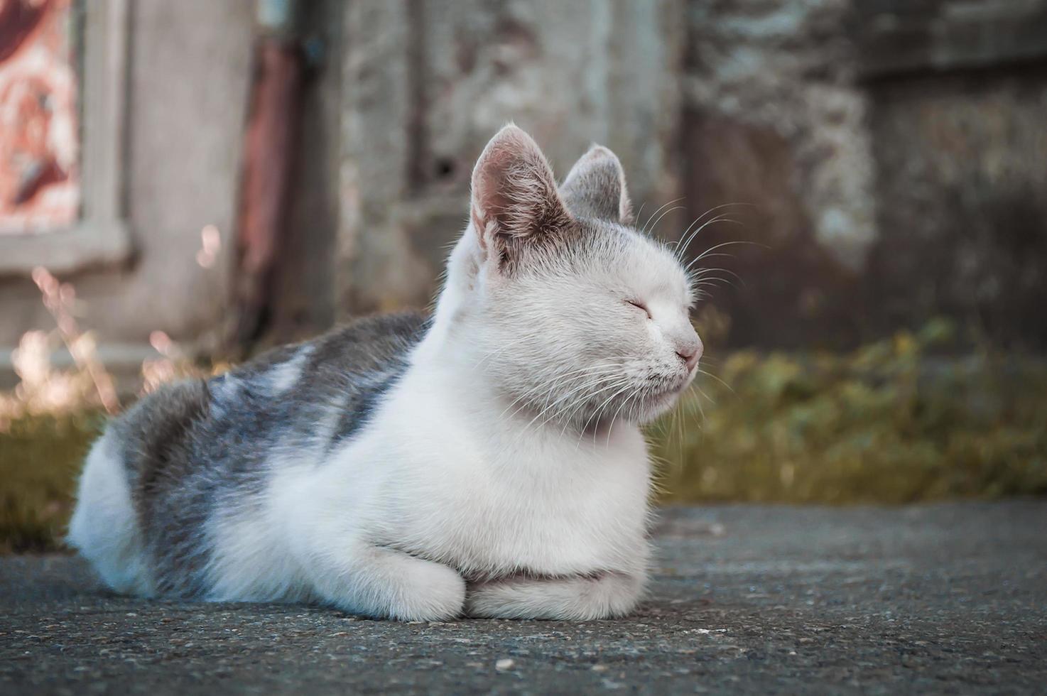 sonno del gatto bianco e grigio foto