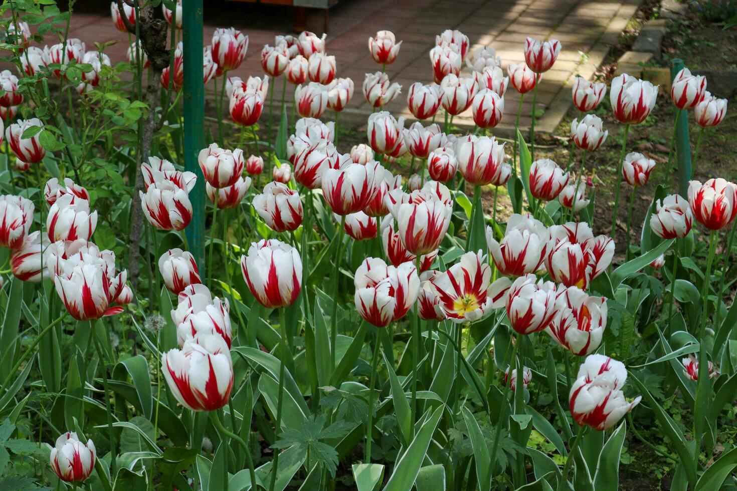 un' campo pieno di rosso bianco tulipani foto