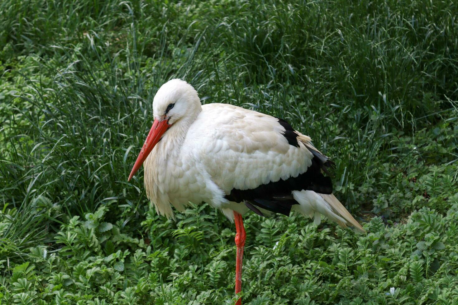 immagine mostrando un' bianca cicogna seduta su uno gamba foto