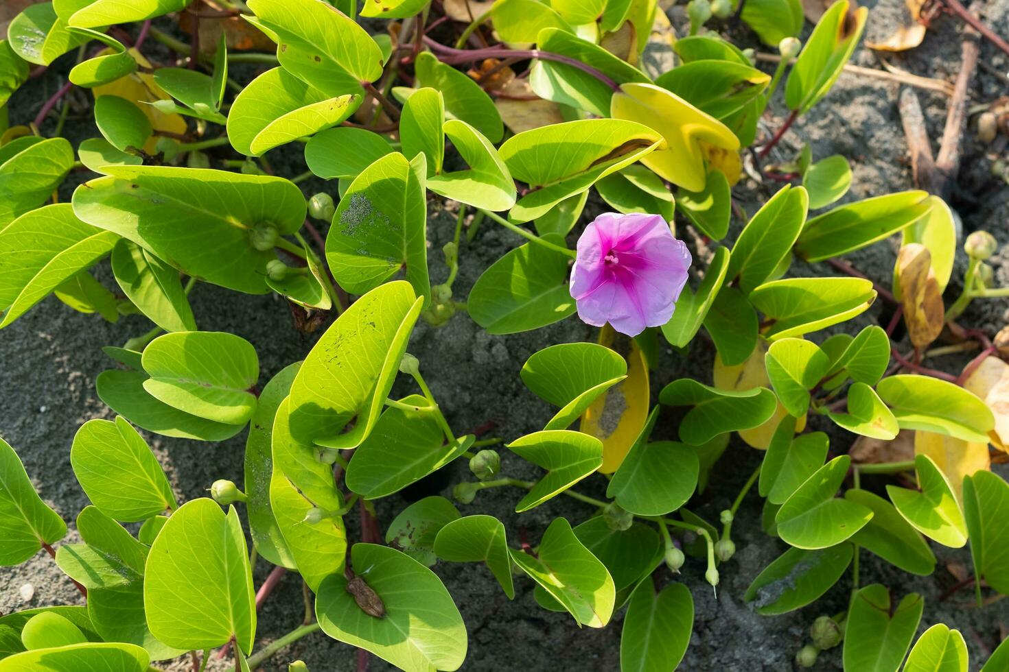 mattina gloria fiori, fiori fioritura nel il sole su il spiaggia. foto