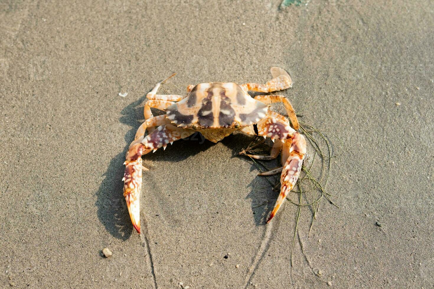 carino rosso Granchio su il sabbioso spiaggia. Granchio galleggiante a Basso marea foto