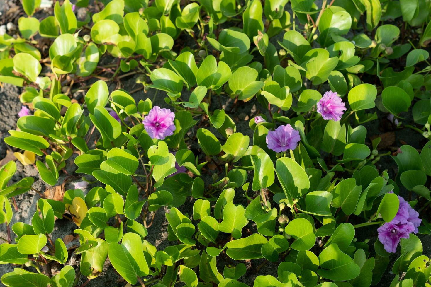 mattina gloria fiori, fiori fioritura nel il sole su il spiaggia. foto