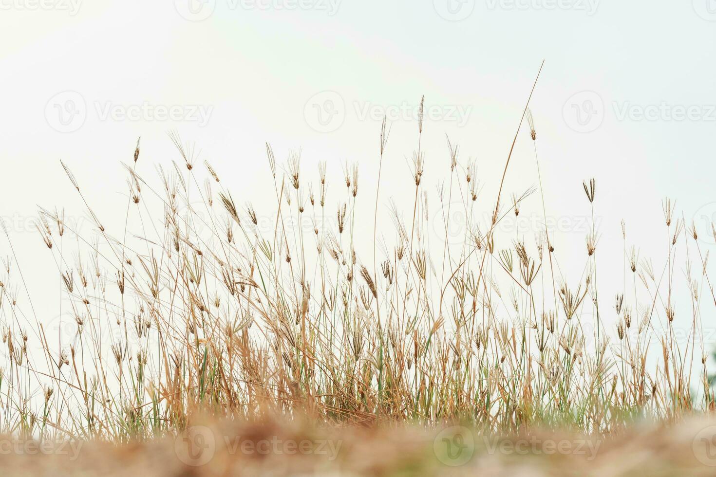 fiore campo, prato selvaggio Vintage ▾ dente di leone nel estate natura mattina erba bellezza giardino leggero foto