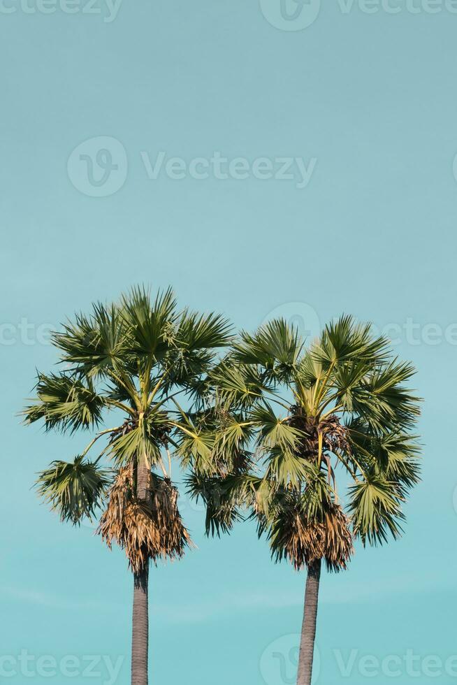 paesaggio tropicale all'aperto estate con zucchero palma foto