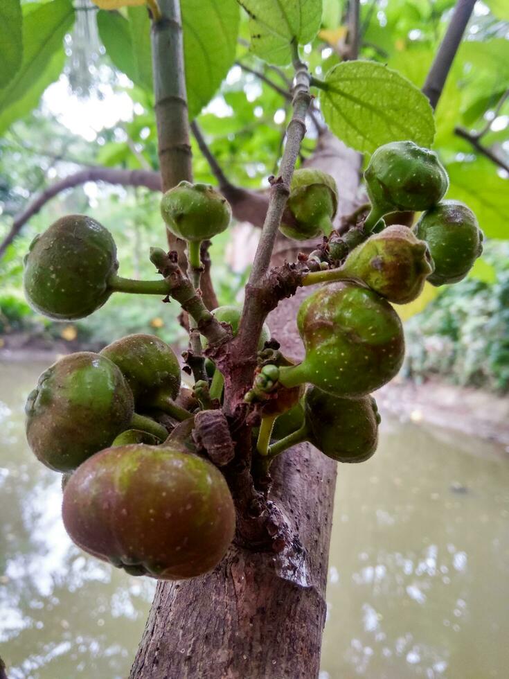 fichi frutta avvicinamento, biologico cibo, fichi su un' Figura albero nel il villaggio la zona. foto