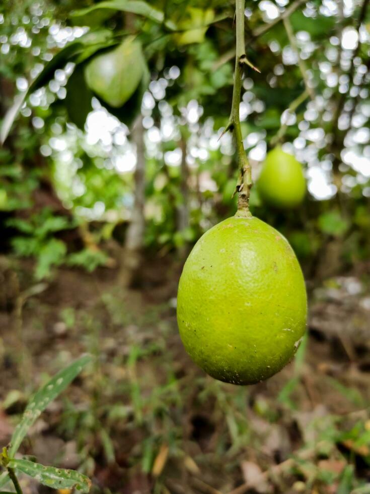 verde Limone sospeso su un' albero. avvicinamento di fresco verde lime nel sfocato giardino sfondo. fresco verde Limone albero. foto