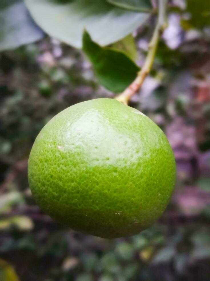 verde Limone sospeso su un' albero. avvicinamento di fresco verde lime nel sfocato giardino sfondo. fresco verde Limone albero. foto