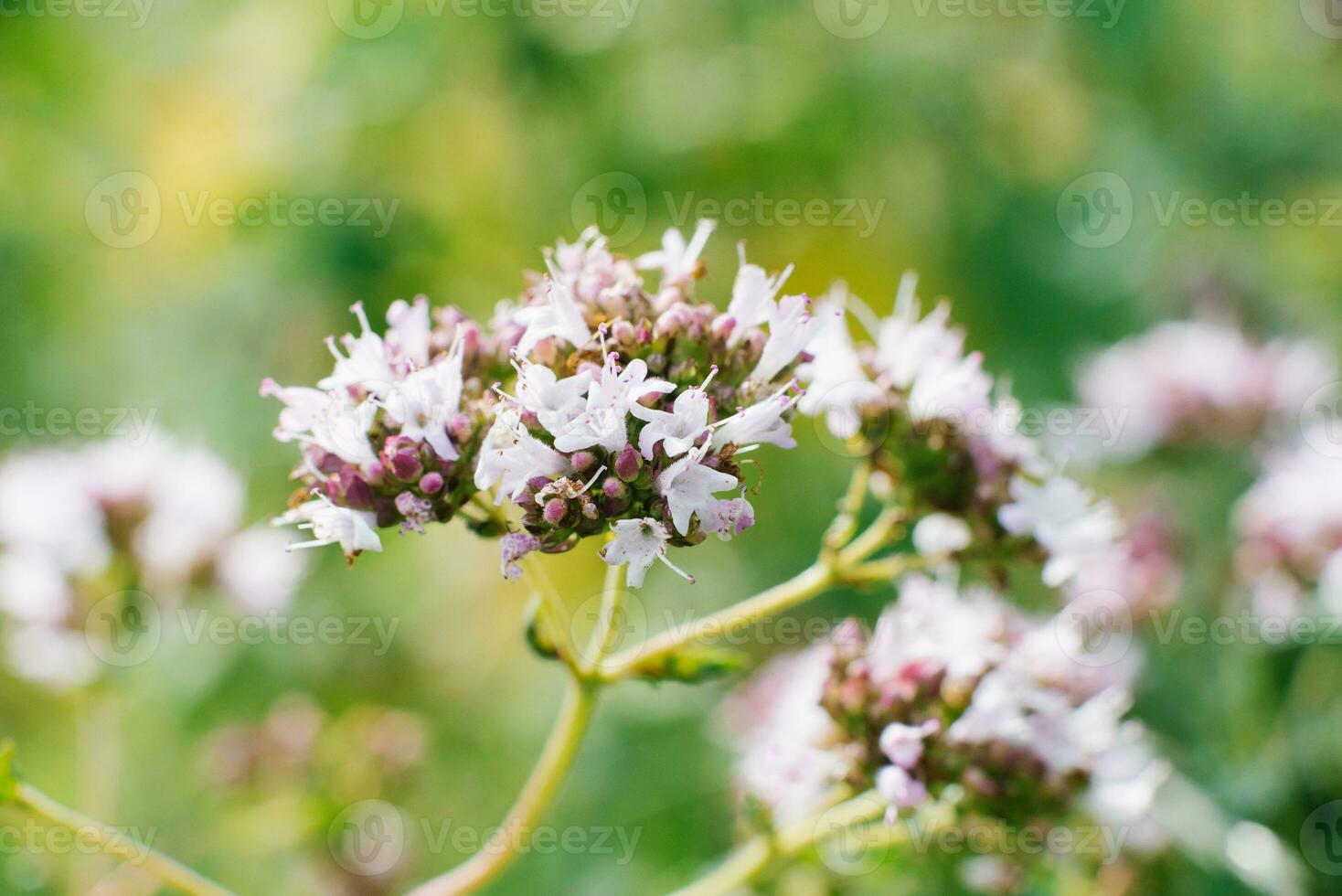 lilla fiori di origano fioritura nel il estate nel il giardino avvicinamento, selettivo messa a fuoco foto