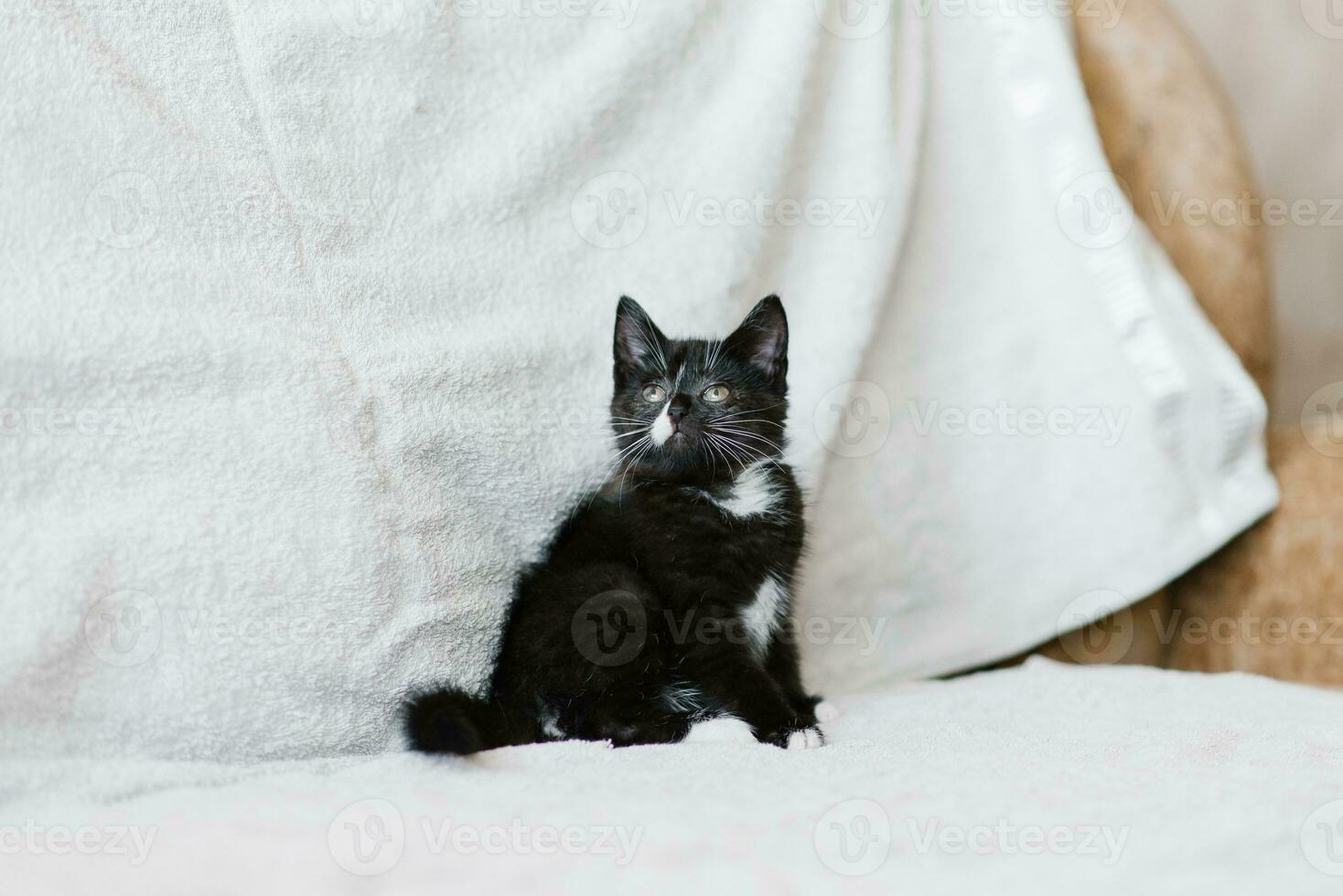 un' piccolo nero gatto con bianca macchie è seduta su il divano e guardare su attentamente foto