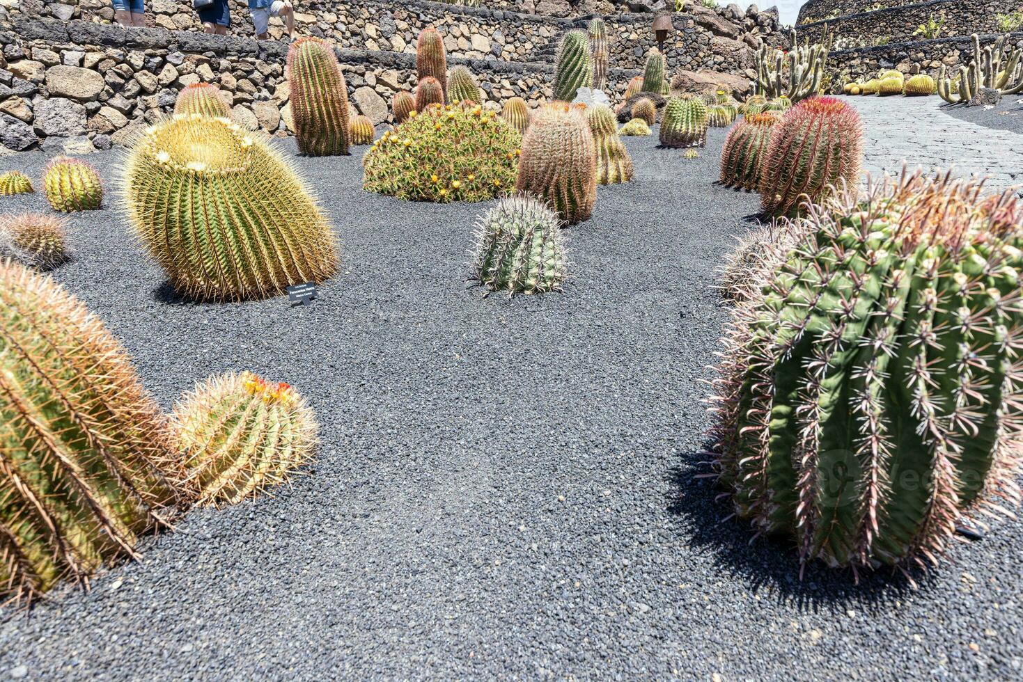 diverso cactus nel un' giardino su il canarino isola di Lanzarote foto