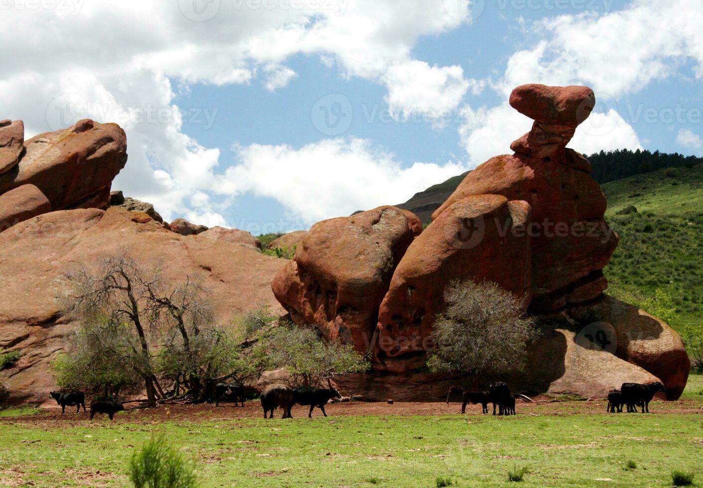 nero angus mucche vicino un' rosso arenaria formazione nel morrison Colorado foto