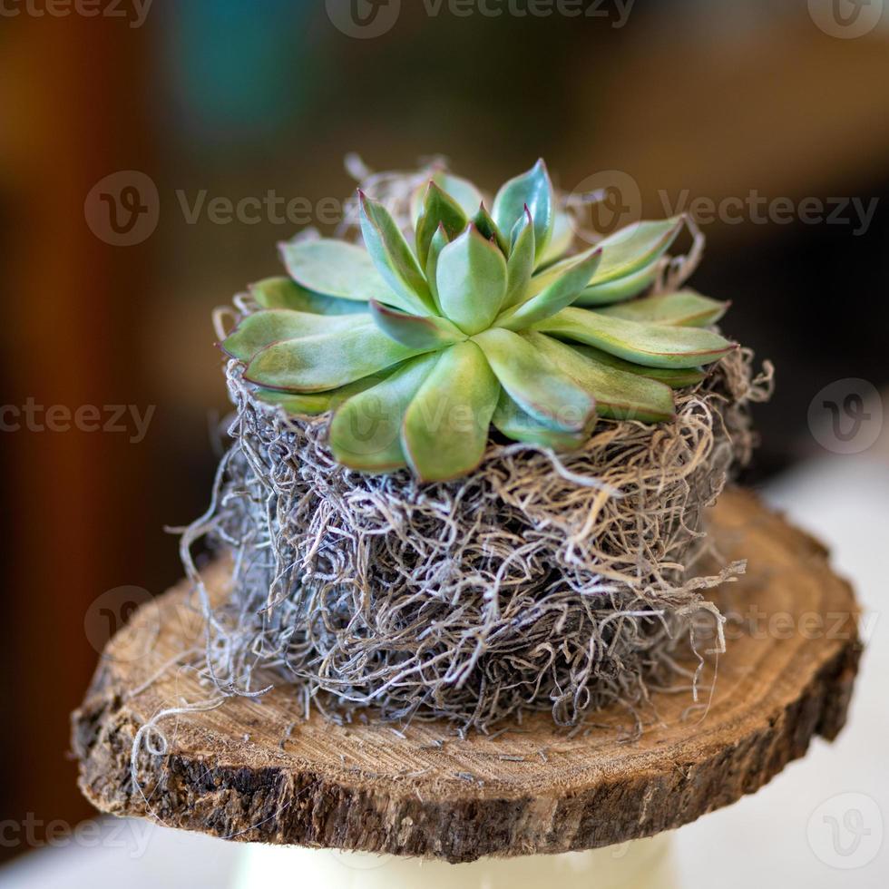 piccola succulenta sul piatto di legno foto