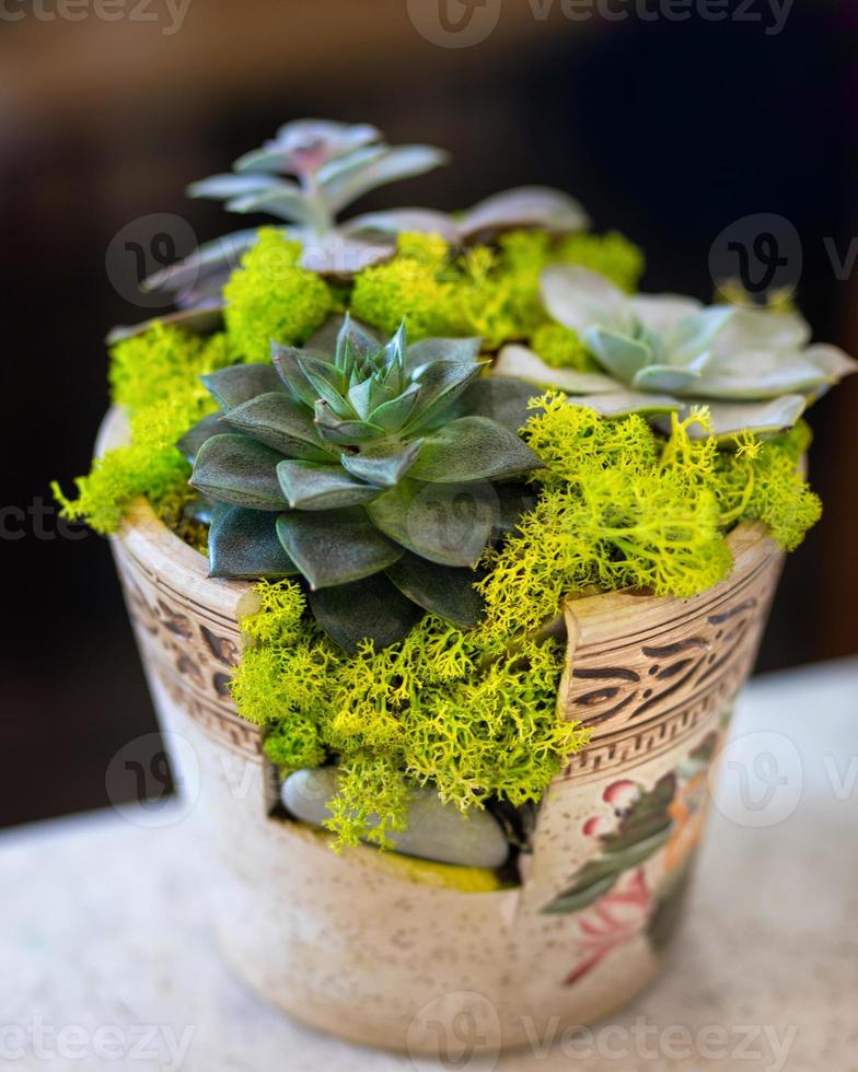 pianta di terrario creativa nel vaso di muschio vintage foto