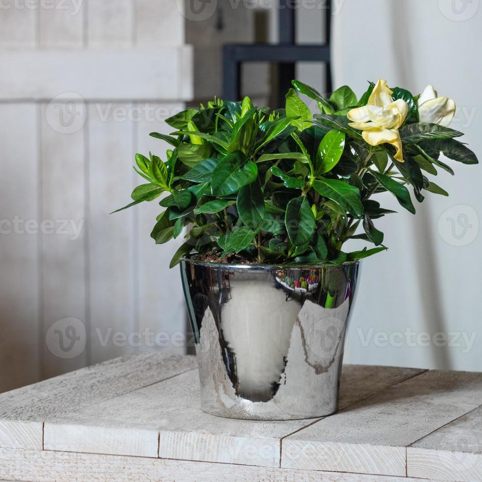 la bellissima pianta da fiore gardenia nel vaso lucido foto