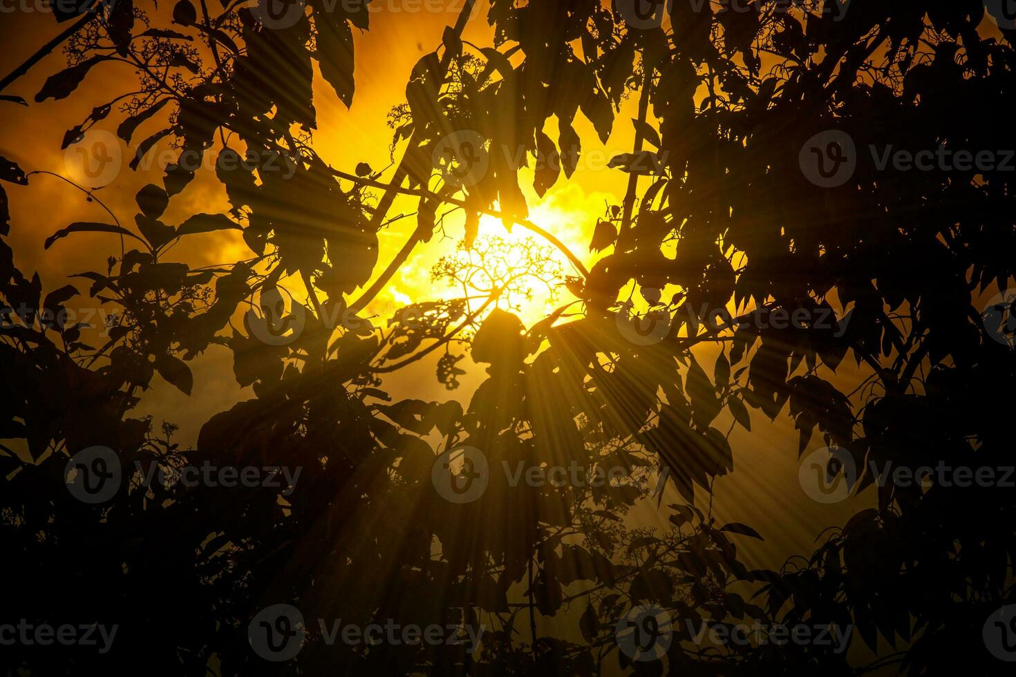 bosco silhouette contro il tramonto cielo con sunburst foto