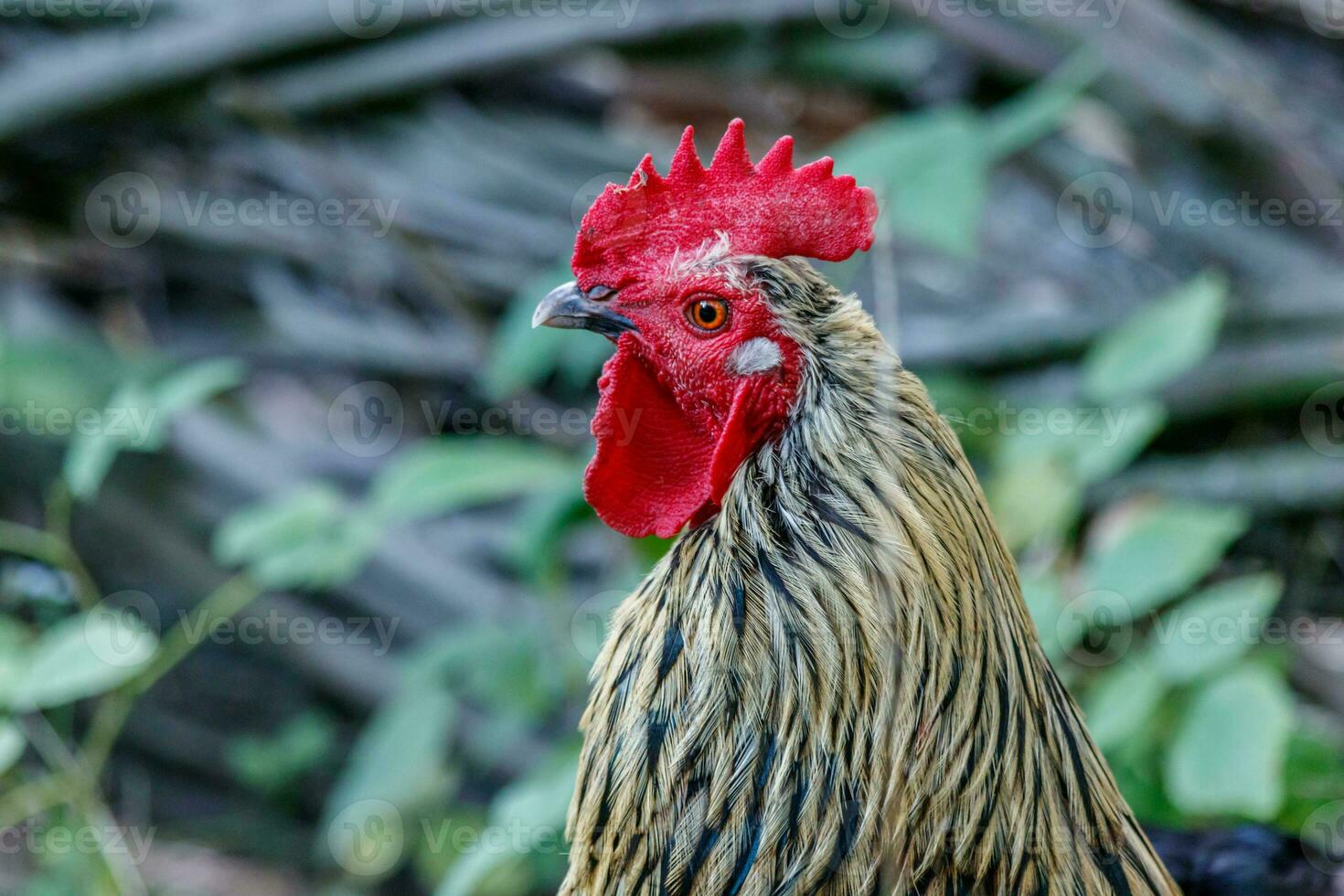 bellissimo cazzo su erba sfondo foto