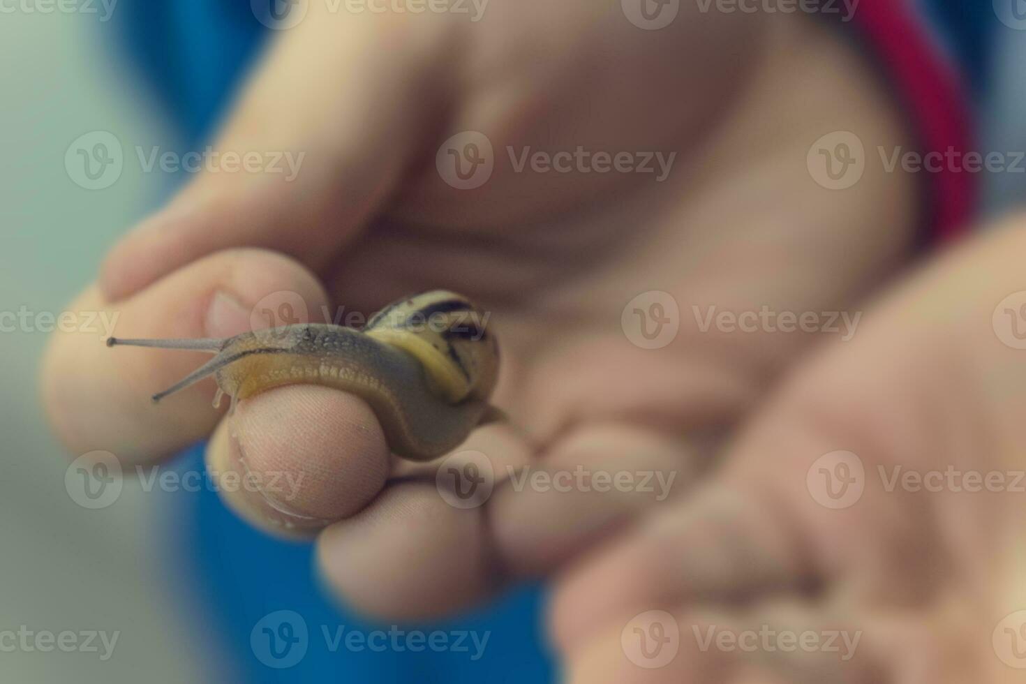 delicato animale lumaca tenuto nel il ragazzi mano foto