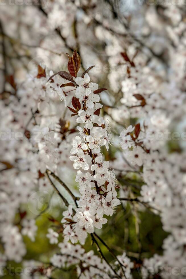 primavera sfondo con bianca fiori di un' fioritura frutta albero su un' soleggiato caldo giorno foto