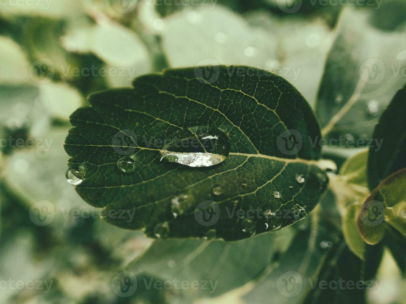 estate pianta con gocce di pioggia su verde le foglie foto