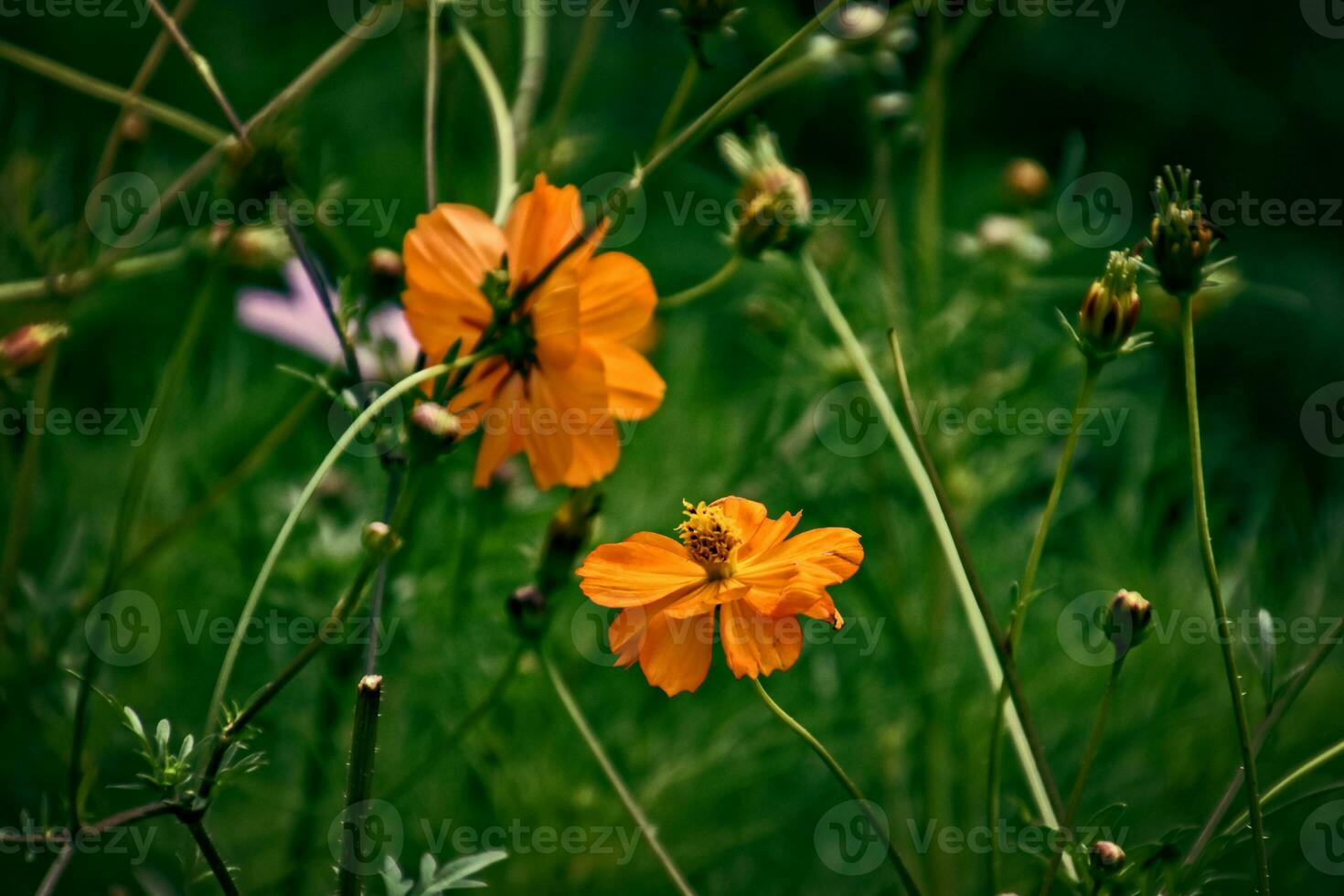 arancia fiori nel il estate verde giardino su un' soleggiato giorno foto