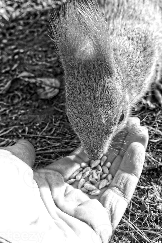 poco rosso scoiattolo animale carminio nel autunno con mano noccioline nel il parco foto