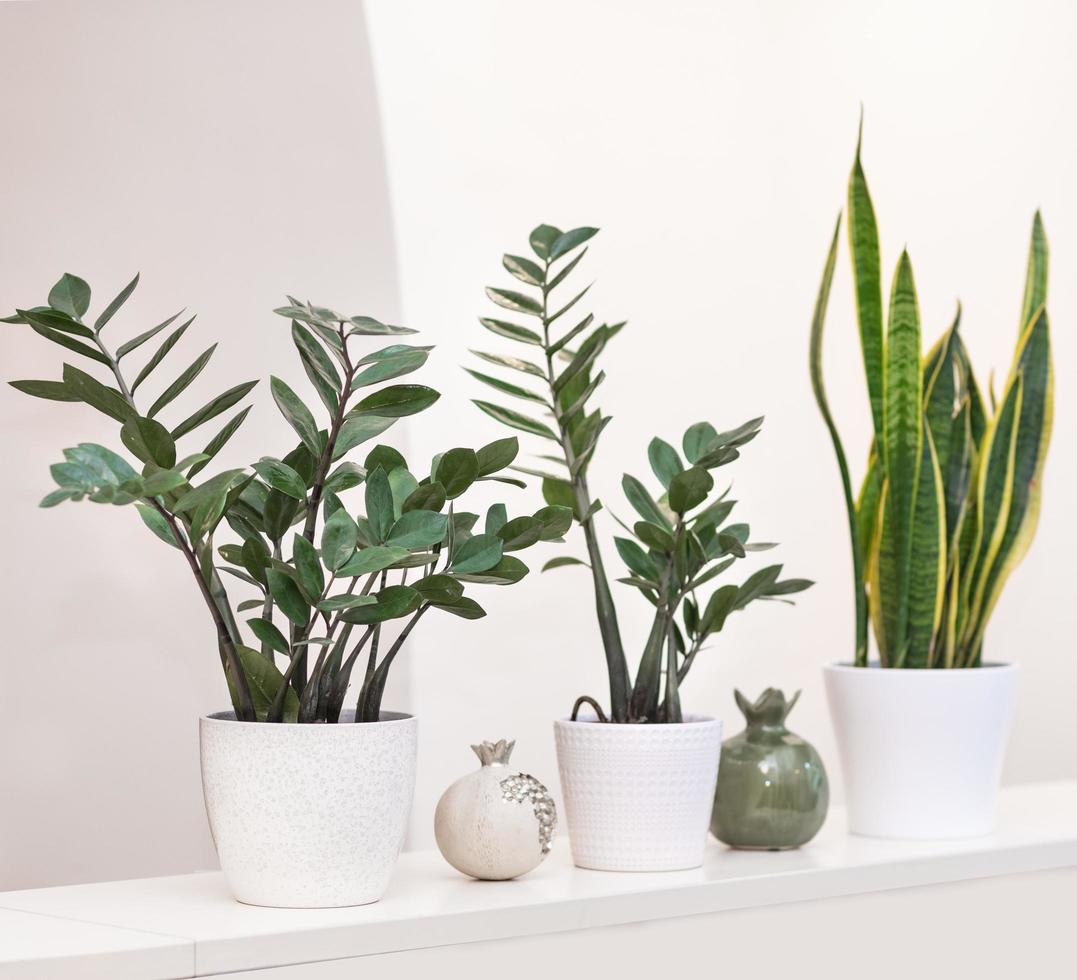 Zanzibar gem zamioculcas con pianta sansevieria su sfondo bianco foto