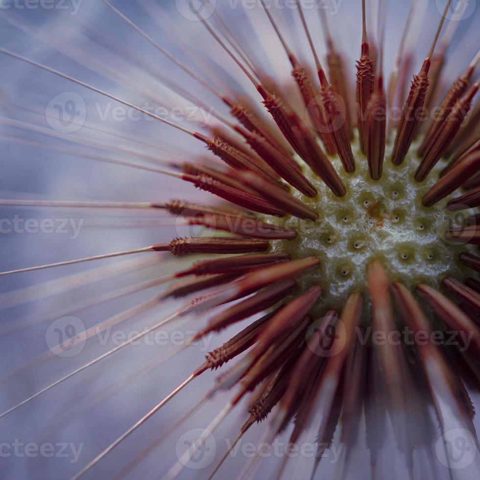 bellissimo seme di fiore di tarassaco nella stagione primaverile foto