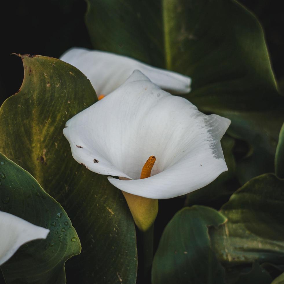 bellissimo fiore di giglio calla in giardino nella stagione primaverile foto