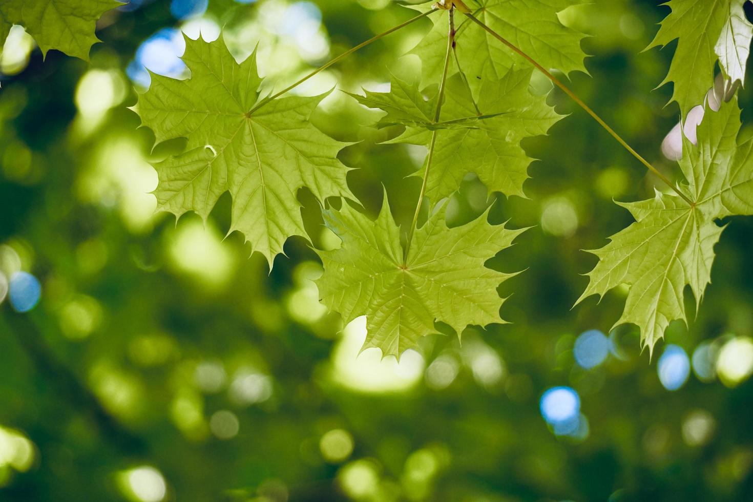 albero verde foglie nella stagione primaverile, sfondo verde foto