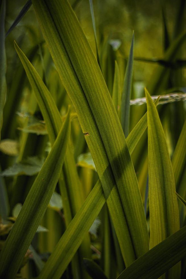 foglie di piante verdi nella stagione primaverile, sfondo verde foto