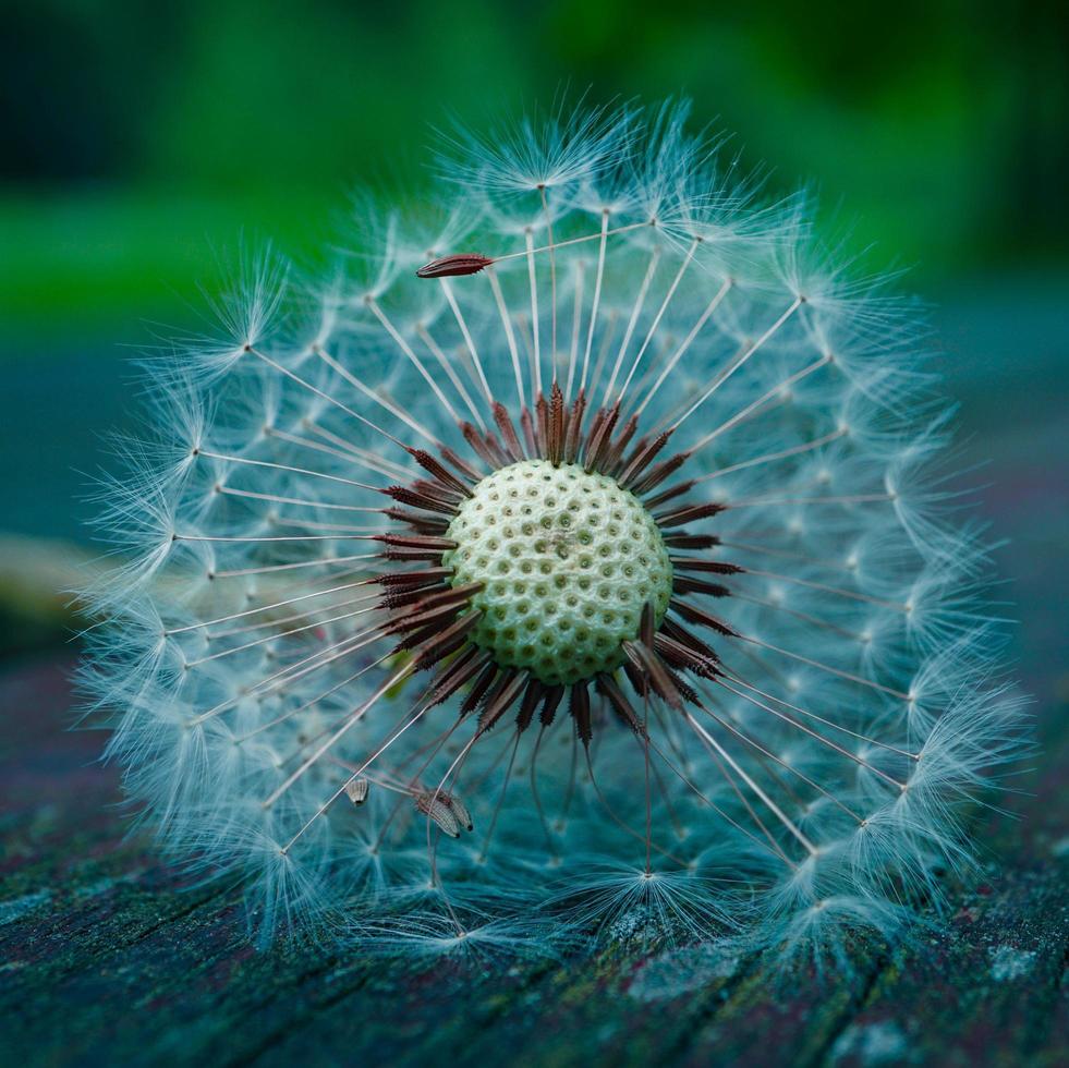 bellissimo fiore di tarassaco nella stagione primaverile foto