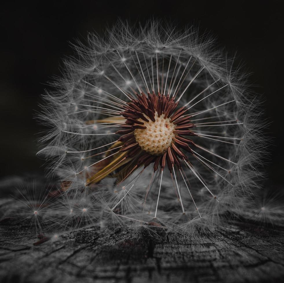 bellissimo fiore di tarassaco nella stagione primaverile foto