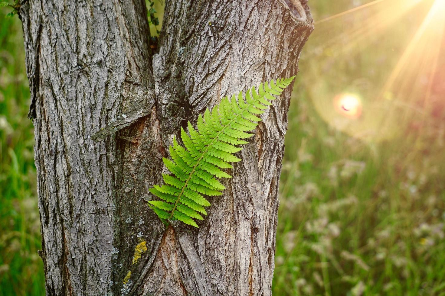 bella foglia di felce verde nella natura nella stagione primaverile foto