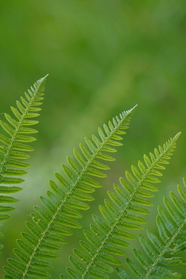 foglie verdi fer nella stagione primaverile sfondo verde foto