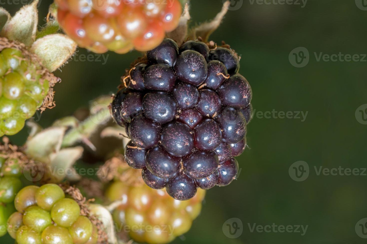 bacche rosse e nere verdi su sfondo scuro con spazio di copia foto