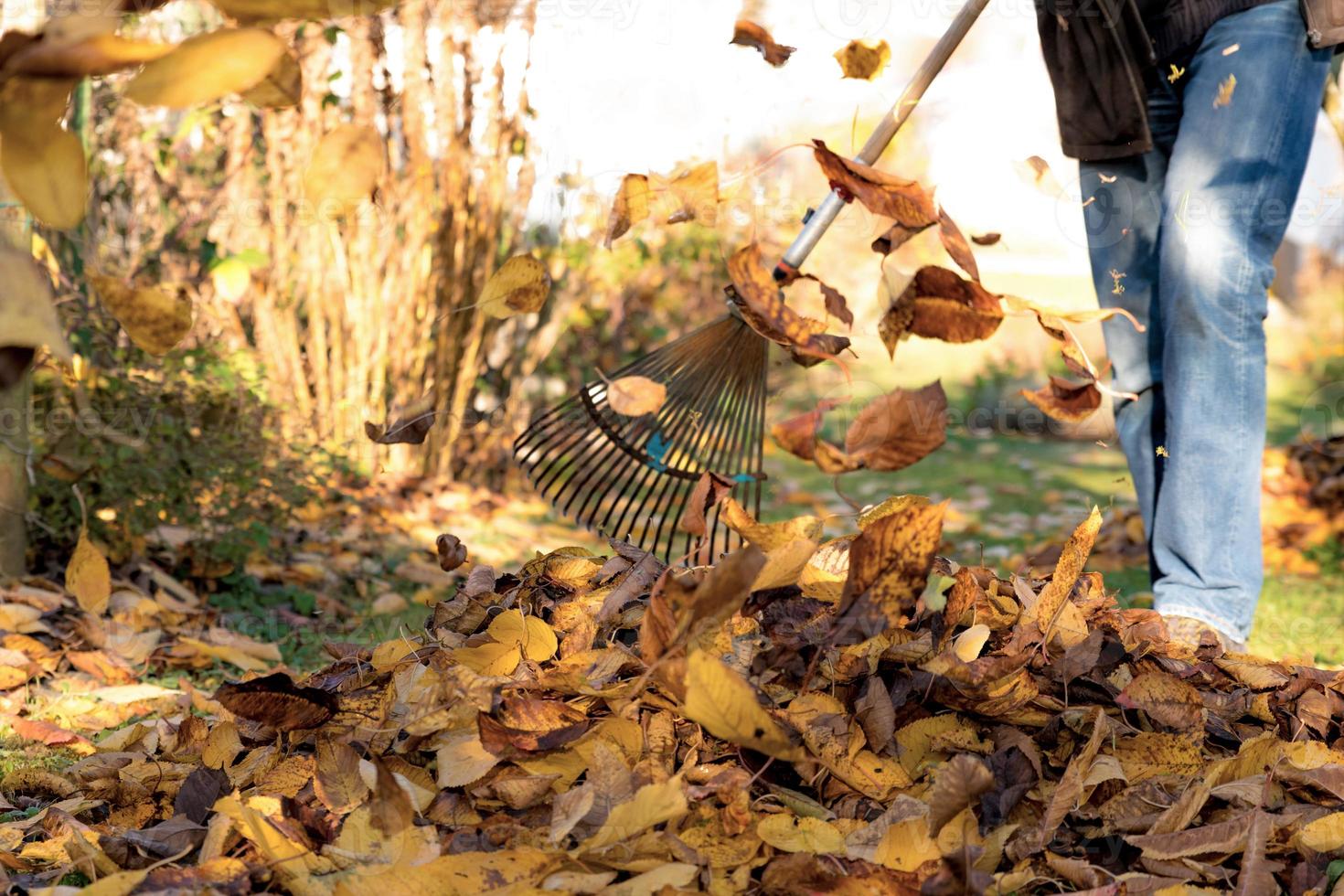 raccogliere foglie d'autunno sotto un ciliegio in un giardino foto