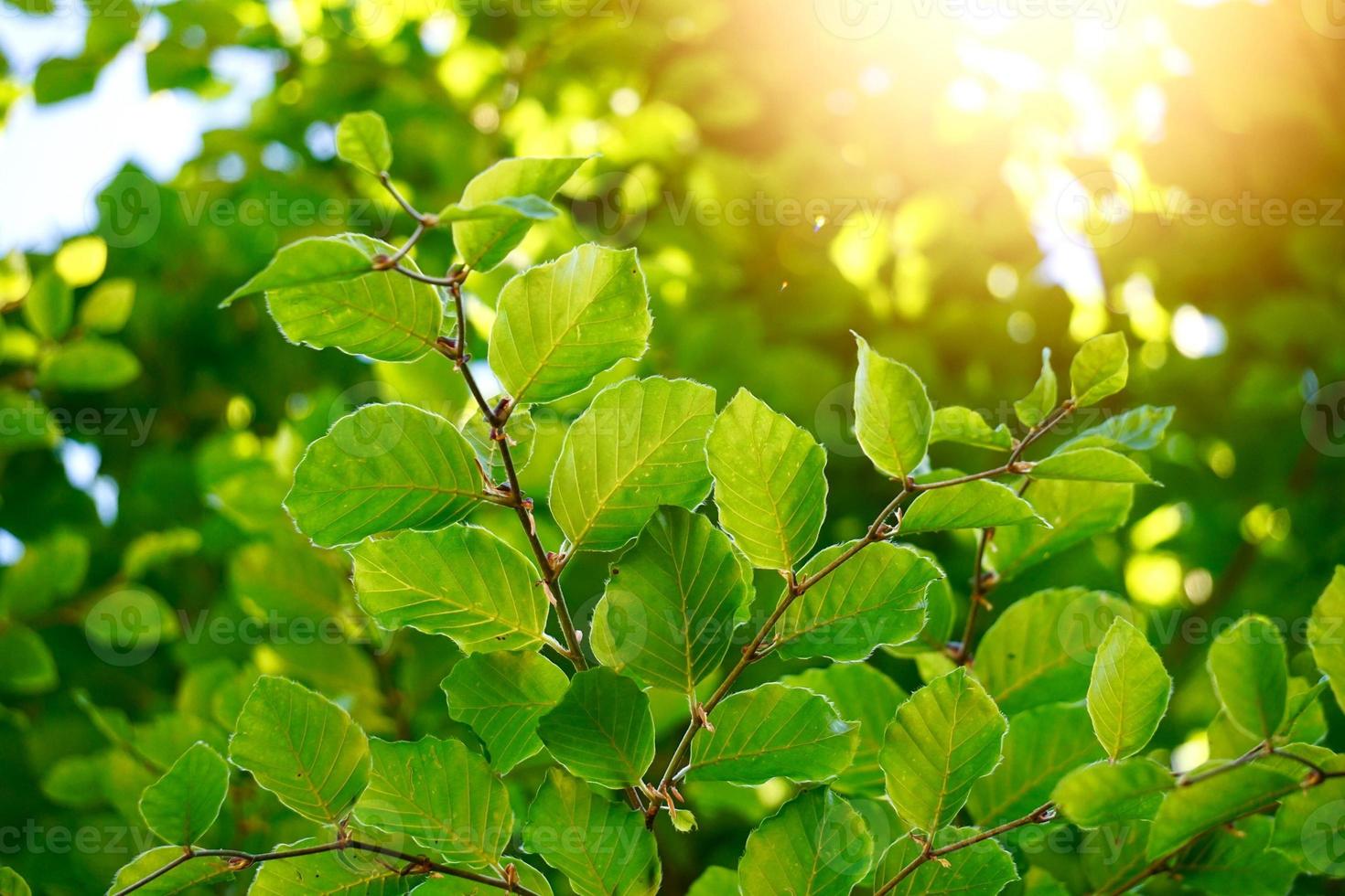 albero verde foglie nella stagione primaverile sfondo verde foto