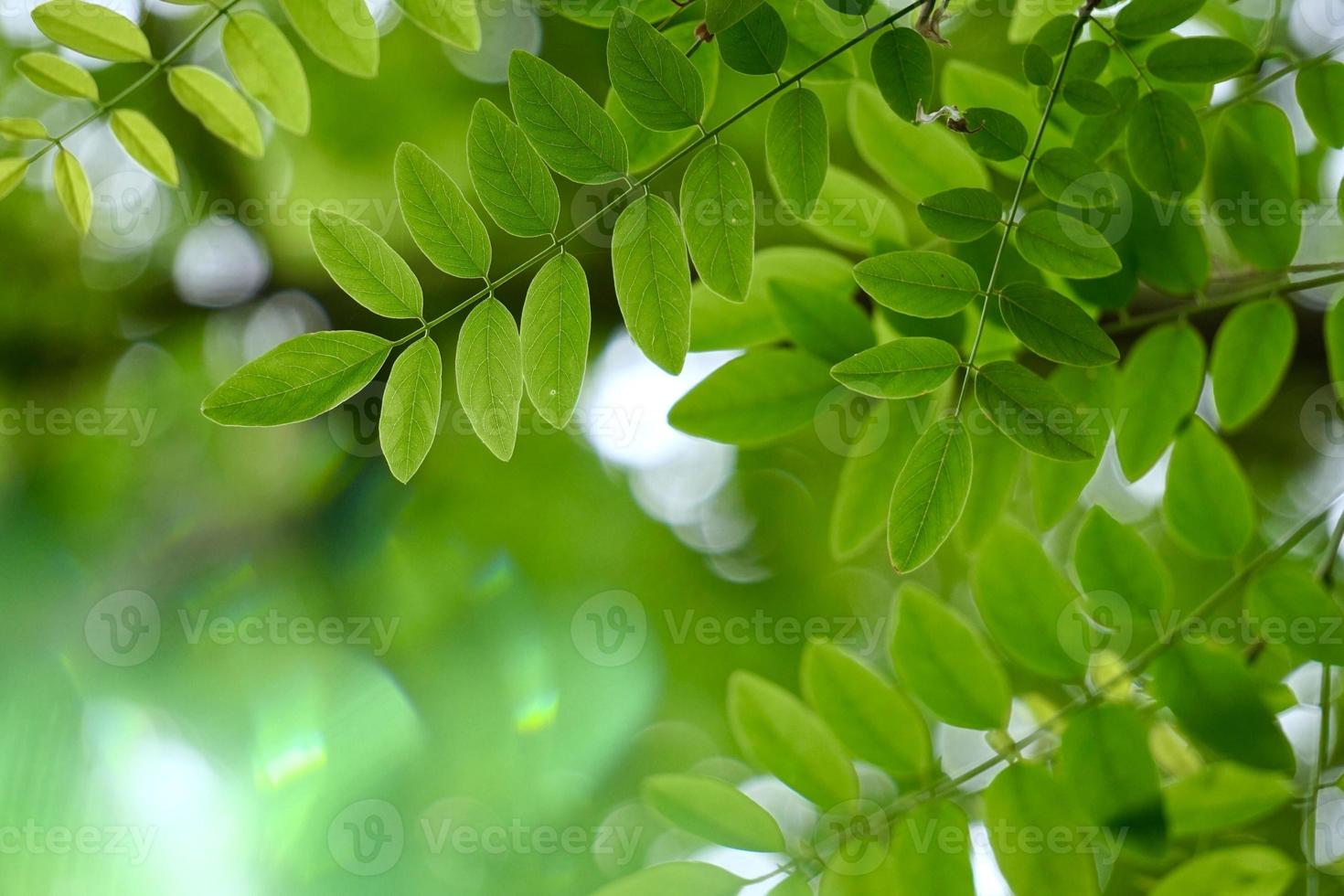 albero verde foglie nella stagione primaverile sfondo verde foto