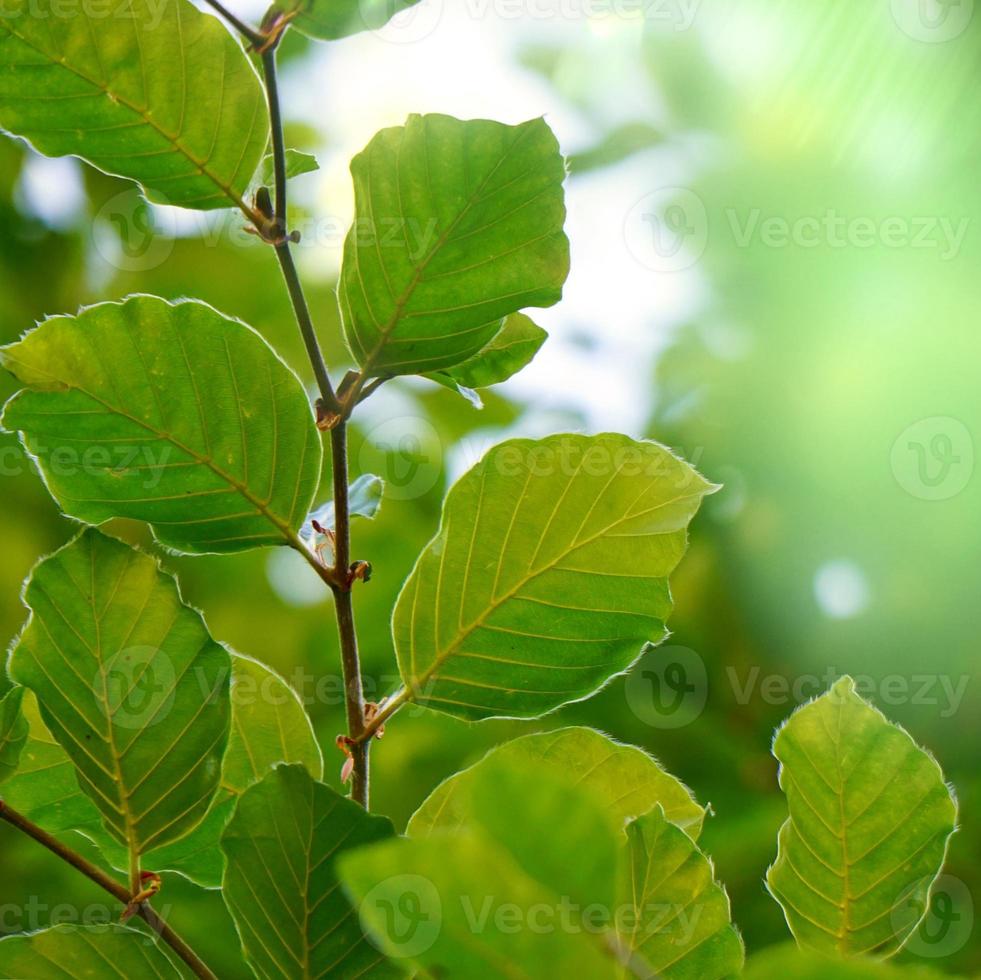 albero verde foglie nella stagione primaverile sfondo verde foto