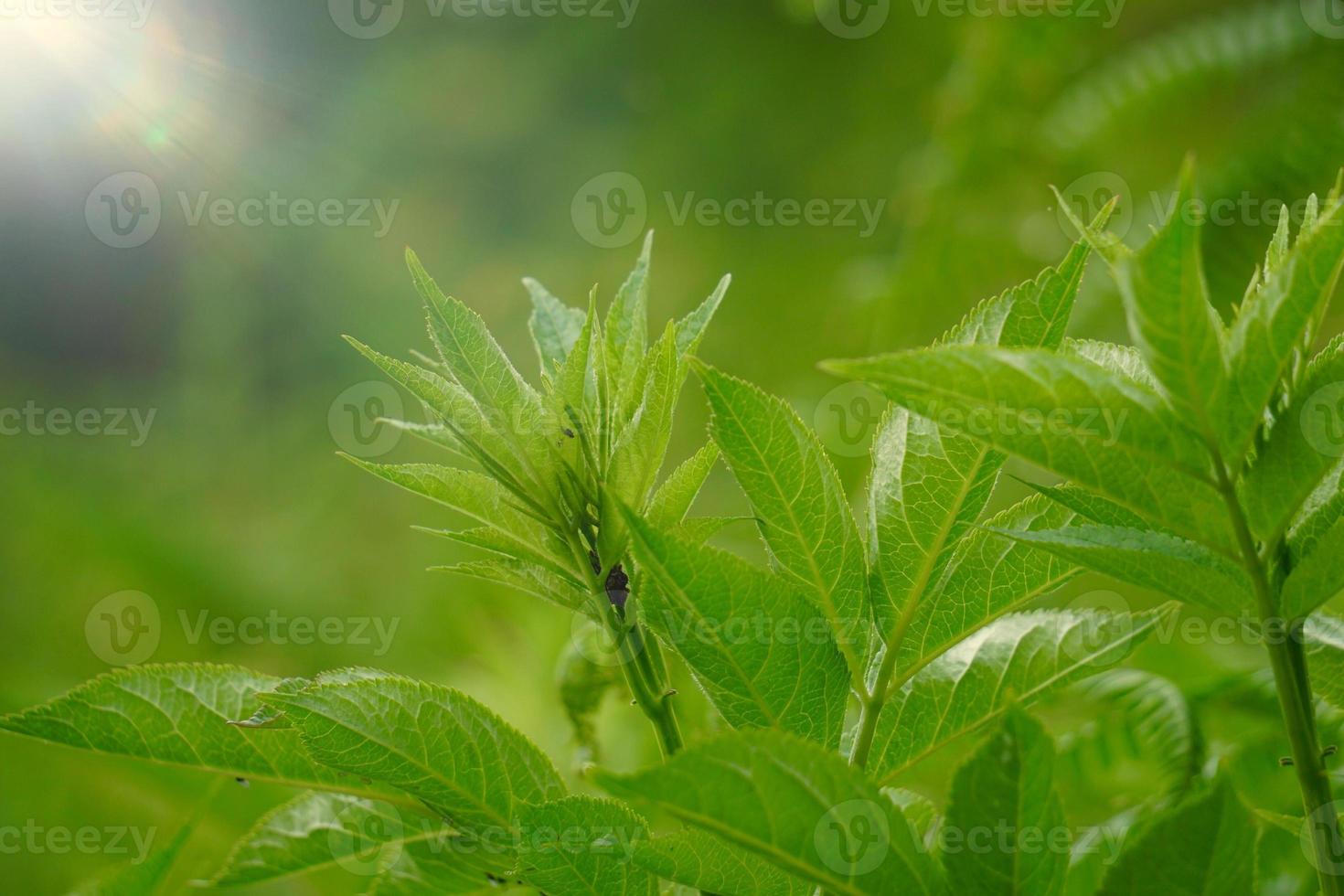 albero verde foglie nella stagione primaverile sfondo verde foto